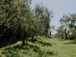 Blick zum Olivenhain