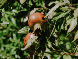 Reife Granatäpfel