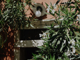 Alte Lampe über dem Eingang, umrahmt von Oleander