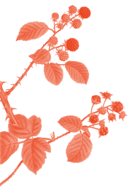 Illustration eines Brombeerzweigs