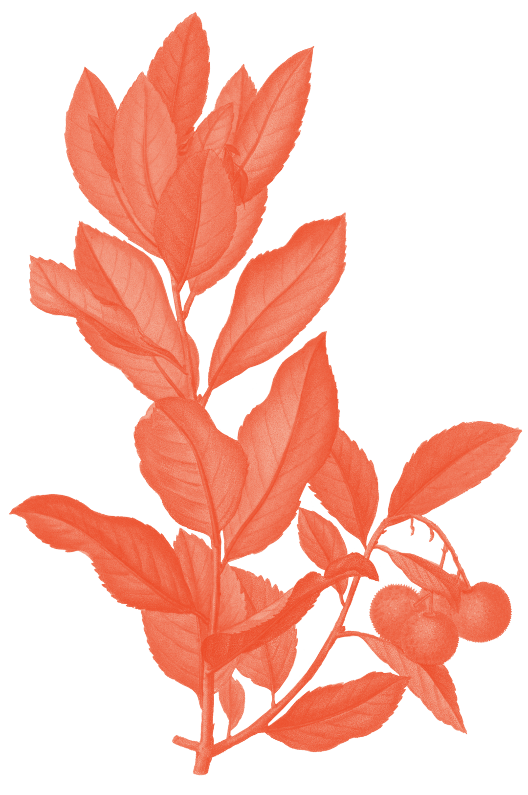 Illustration eines Erdbeerbaum 