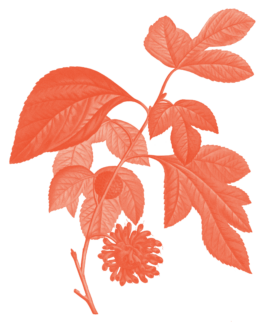 Illustration einer Maulbeere