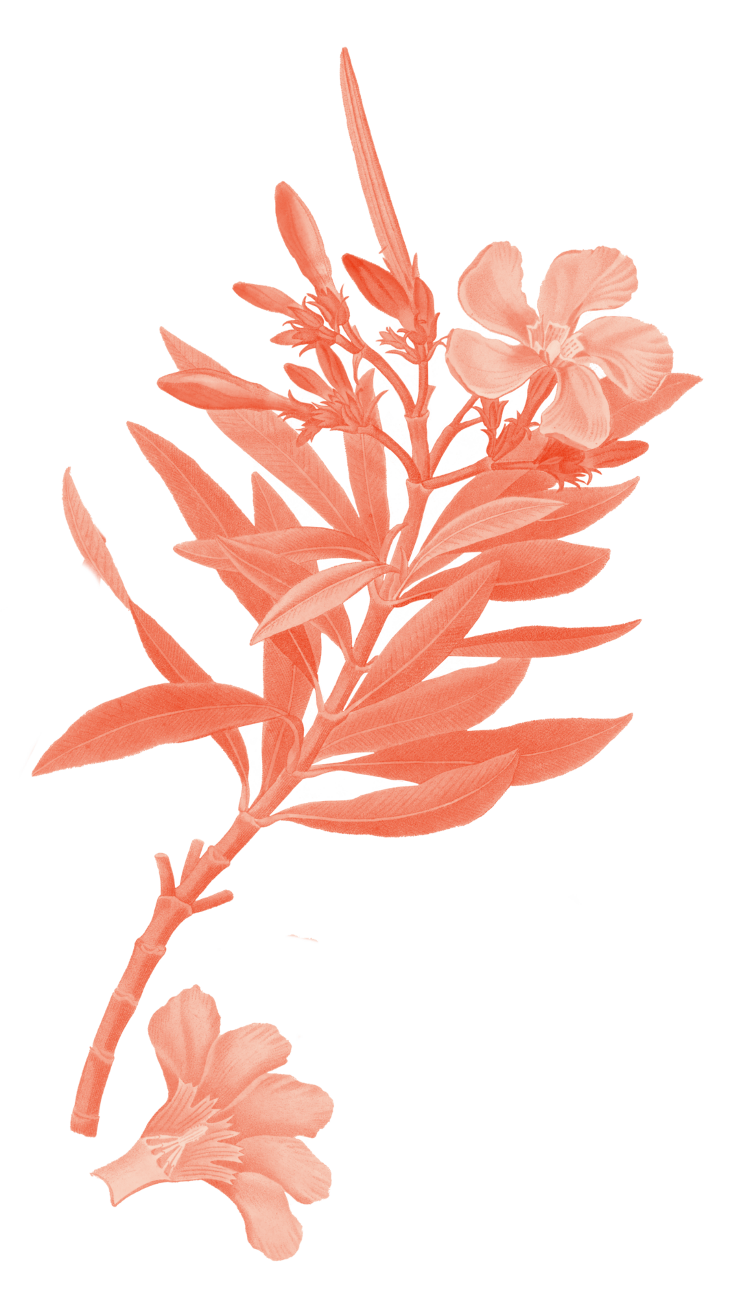 Illustration eines Oleanders 