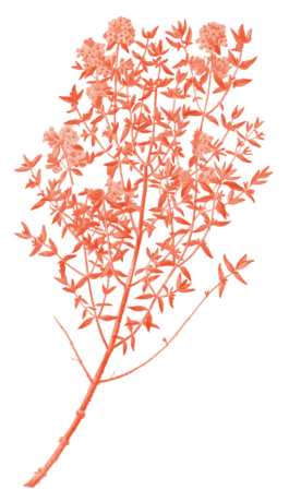 Illustration eines Thymianzweigs