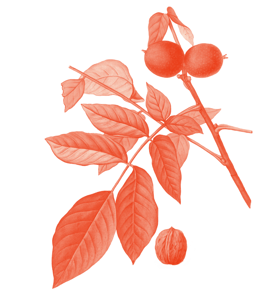 Illustration einer Walnuss