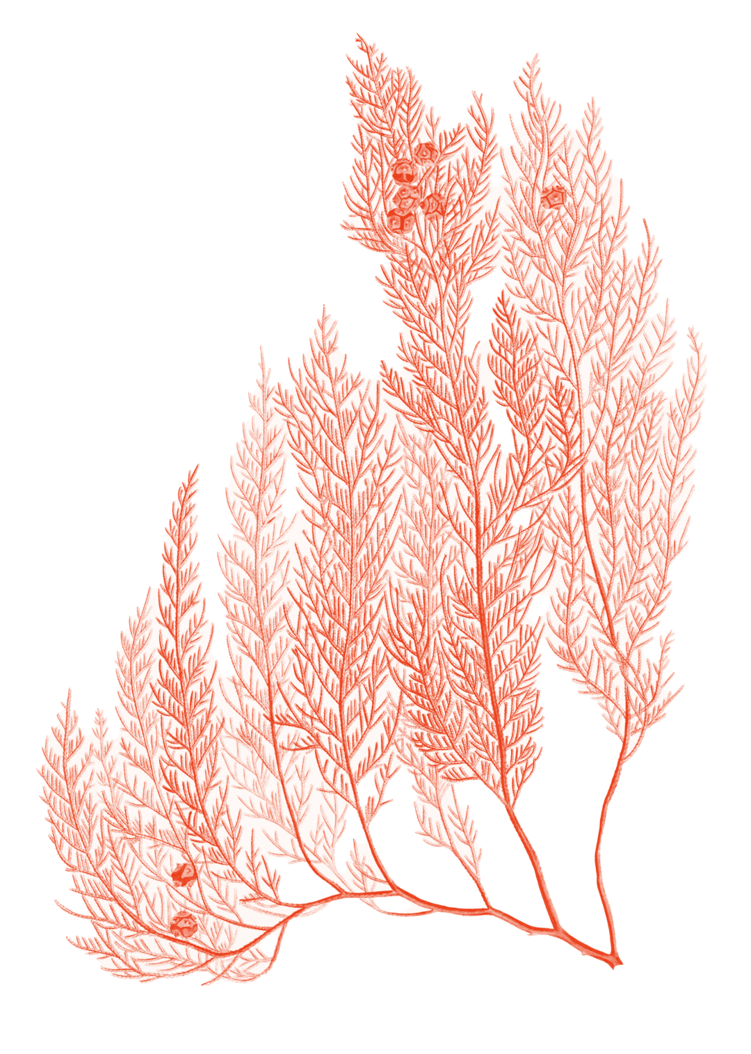 Illustration eines Zypressenzweigs 