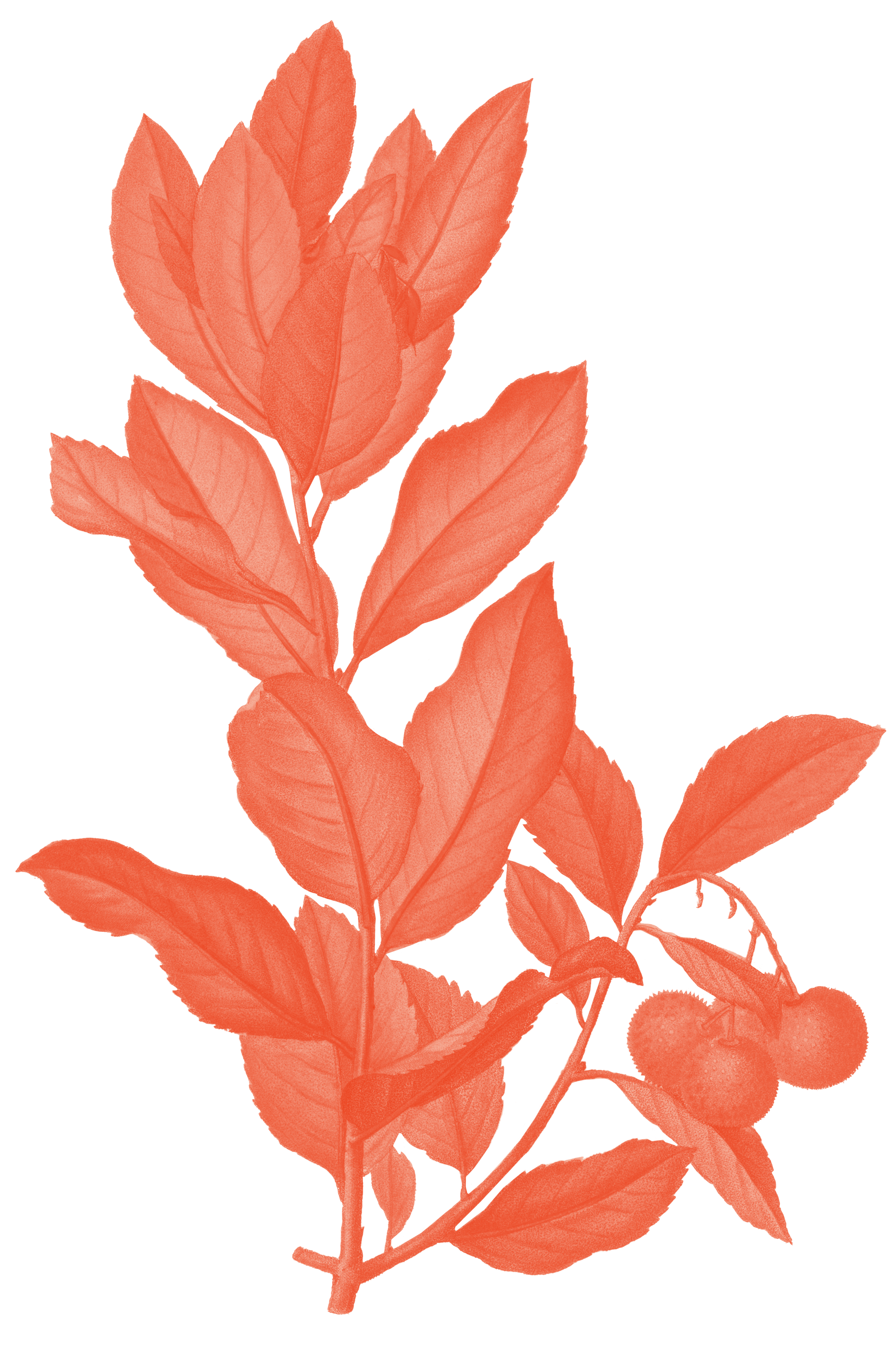 Illustration eines Erdbeerbaum