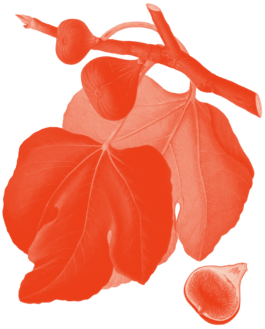 Illustration einer Feige 