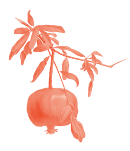 Illustration eines Granatapfels