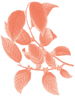 Illustration eines Kakizweigs 