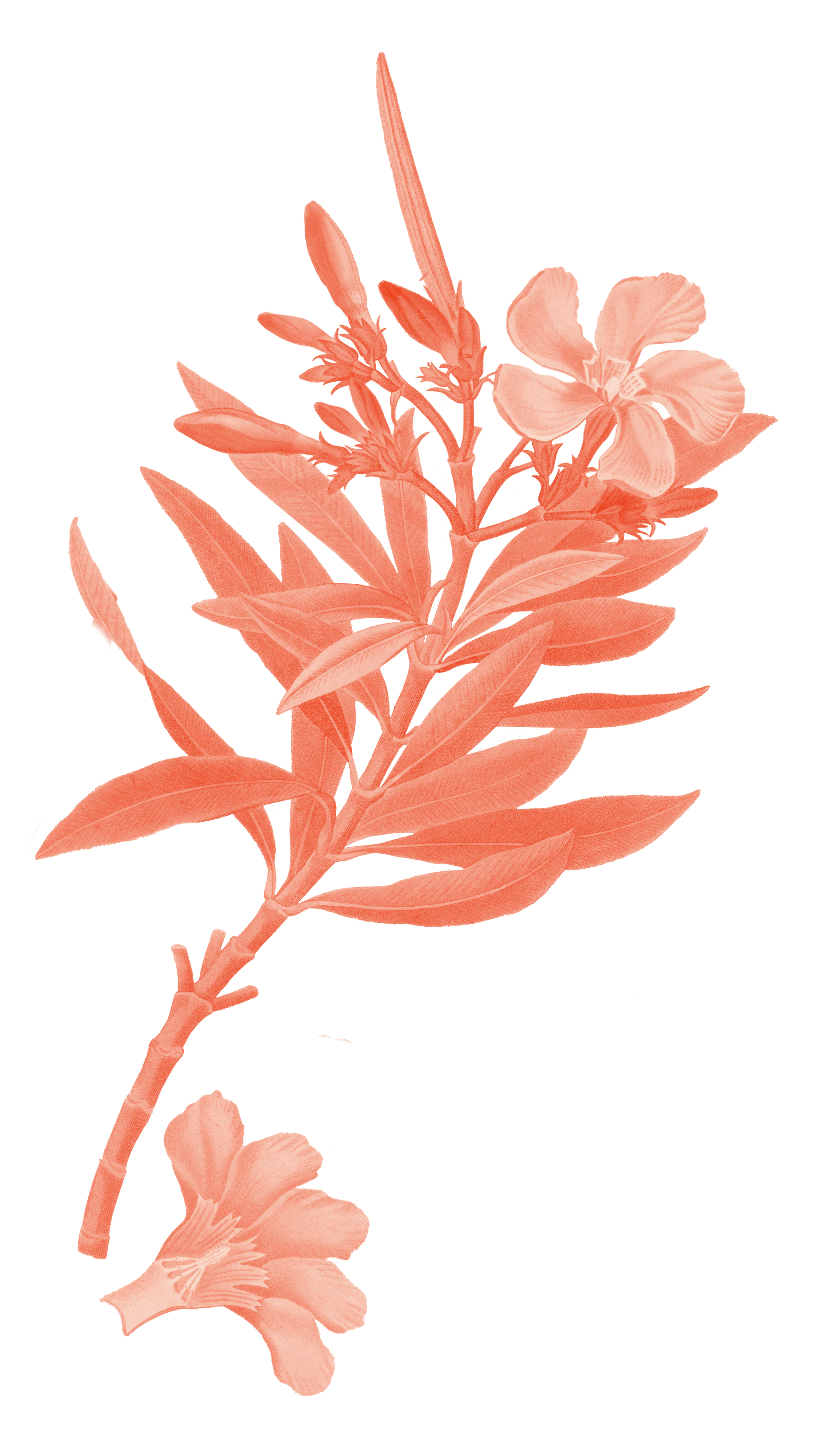 Illustration eines Oleanders