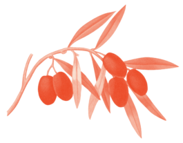 Illustration eines Olivenzweigs 