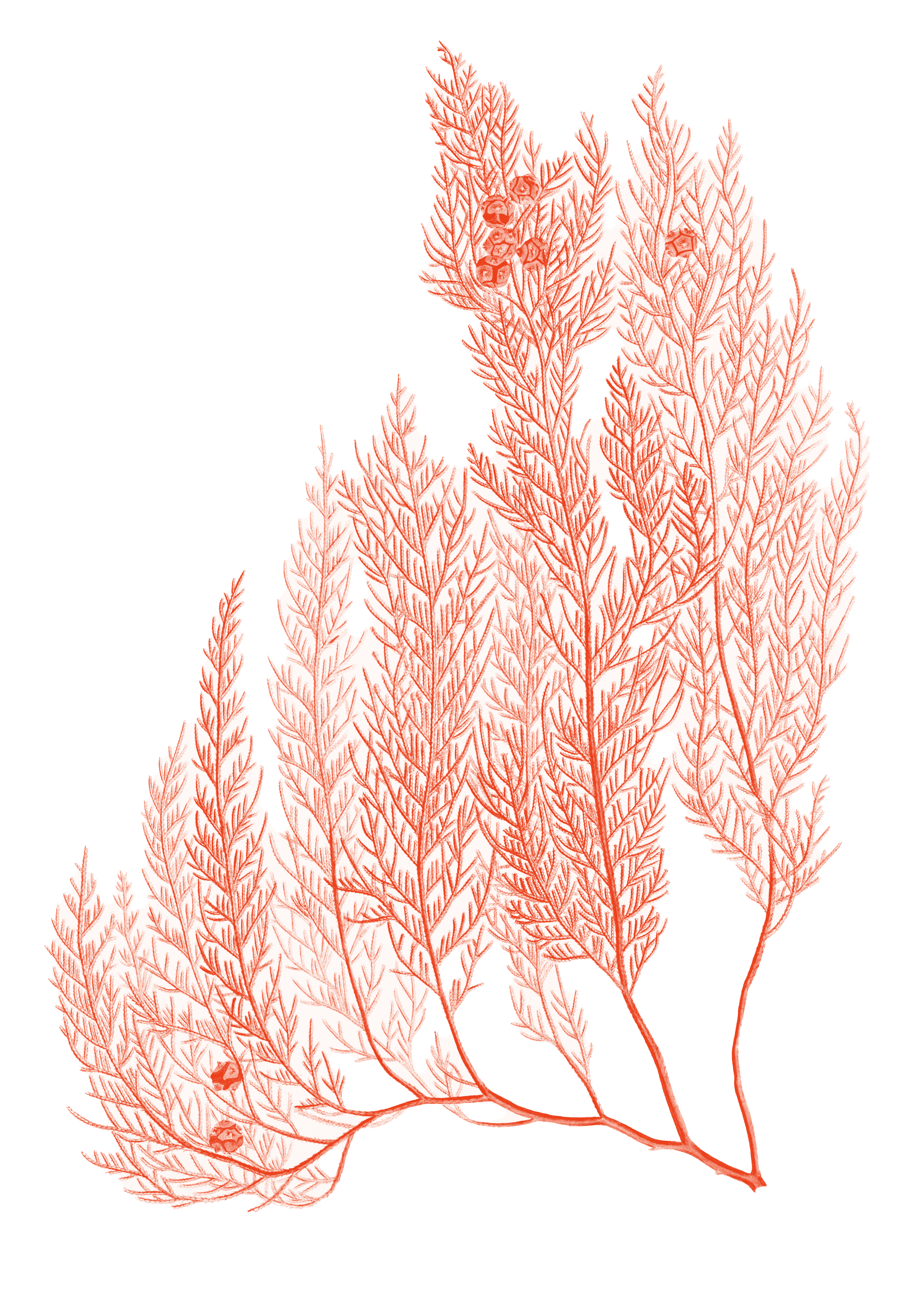 Illustration eines Zypressenzweigs