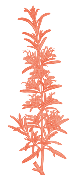 Illustration eines Rosmarinzweigs 